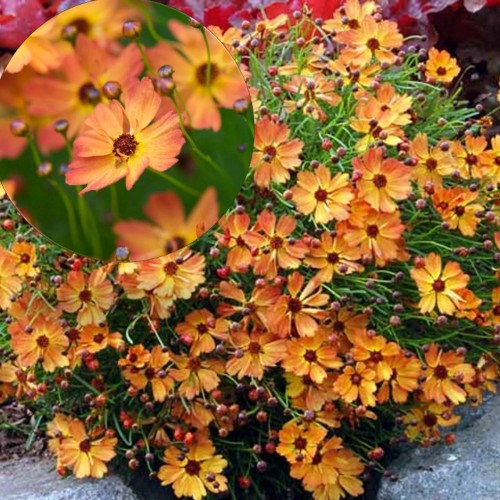 Coreopsis lanceolata 'Mango Punch' - Süstjas neiusilm 'Mango Punch' P9/0,55L